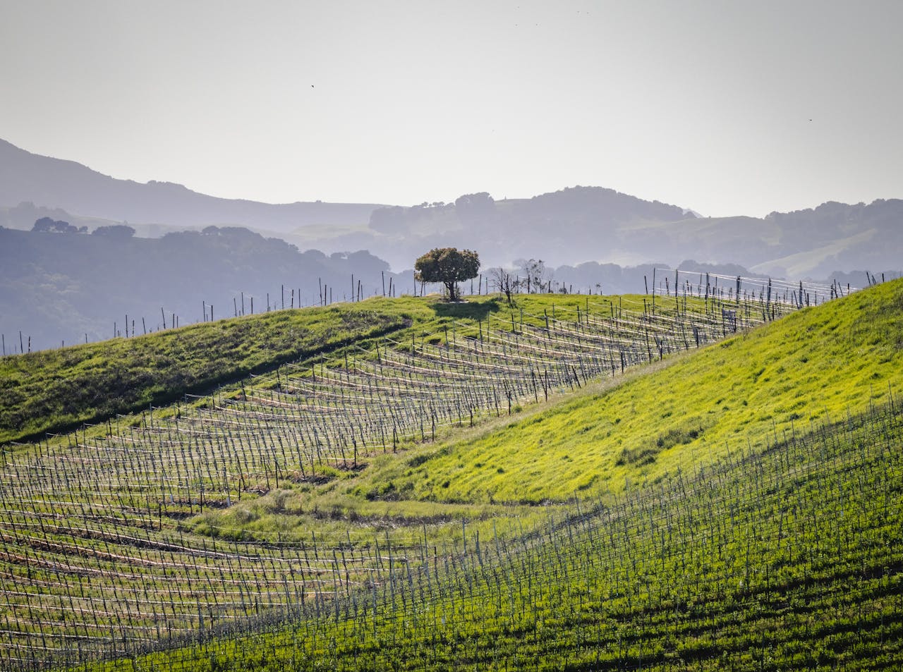 A picturesque vineyard landscape with a single tree atop a rolling hill at sunrise.