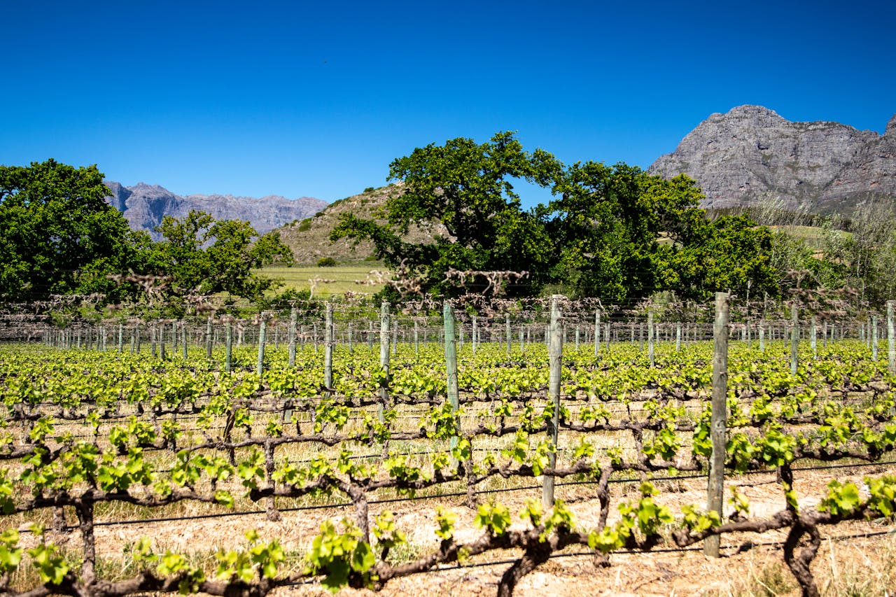 A beautiful vineyard stretches out with mountains in the background under a clear blue sky.